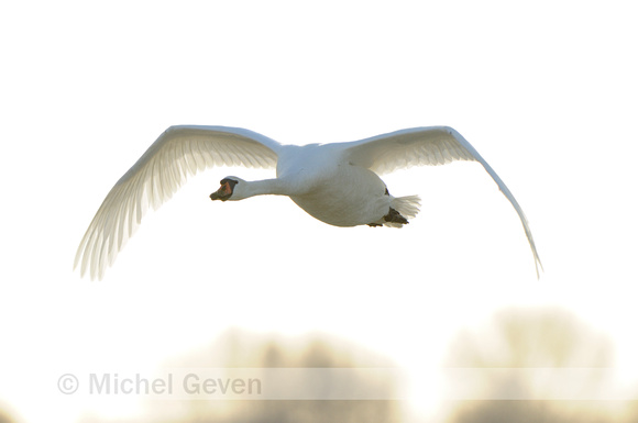 Knobbelzwaan; Mute Swan; Cygnus olor;