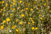 Zomercentaurie; Yellow Star-thistle; Centaurea solstitialis