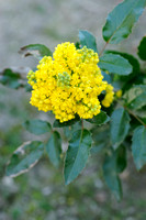 Mahonie; Oregon Grape; Berberis auifolium;