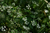 Akkerdoornzaad; Spreading Hedge-parsley; Torilis arvensis