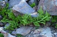 Alpen wijfjesvaren; Alpine Lady fern; Athyrium distentifolium