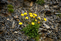 Alpenhavikskruid; Alpine Hawkweed; Hieracium alpinum