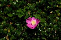 Alpenroos; Alpine rose; Rosa pendulina