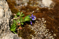 Alpenvleugeltjesbloem; Polygala alpina