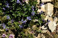 Alpenvleugeltjesbloem; Polygala alpina