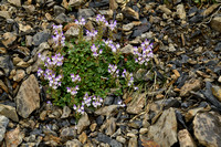 Alpine scullcap; Scutellaria alpina
