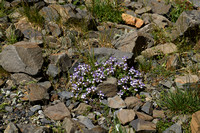 Alpine scullcap; Scutellaria alpina