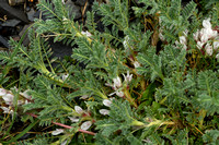 Astragalus sempervirensÊsubsp.ÊCatalaunicus