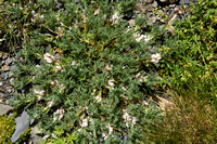 Astragalus sempervirensÊsubsp.ÊCatalaunicus