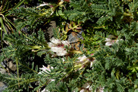 Astragalus sempervirensÊsubsp.ÊCatalaunicus