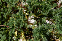 Astragalus sempervirensÊsubsp.ÊCatalaunicus