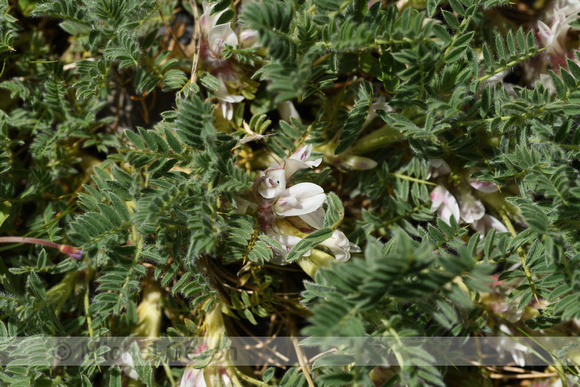 Astragalus sempervirensÊsubsp.ÊCatalaunicus