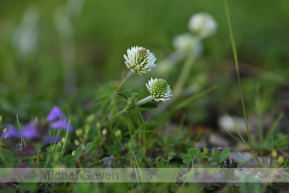 Bergklaver; Mountain clover; Trifolium montanum