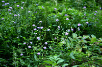 Bergknautia; Wood Scabious; Knautia dipsacifolia