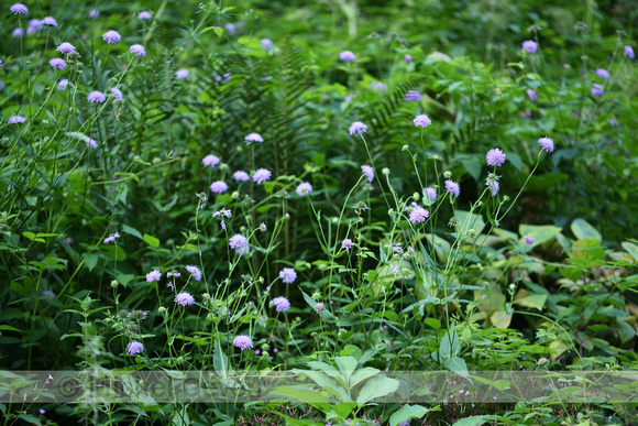 Bergknautia; Wood Scabious; Knautia dipsacifolia