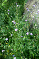 Bergknautia; Wood Scabious; Knautia dipsacifolia