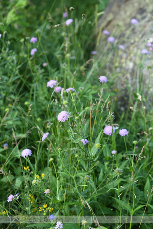 Bergknautia; Wood Scabious; Knautia dipsacifolia