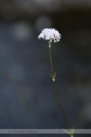 Bergvaleriaan; Valeriana montana