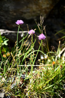 Bieslook; Chives; Allium schoenoprasum
