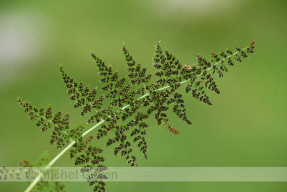 Blaasvaren; Fragile fern; Cystopteris fragilis