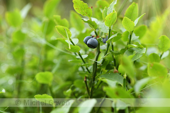 Blauwe bosbes; Billberry; Vaccinium myrtillus