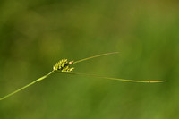 Bleke zegge; Pale Sedge; Carex apllescens