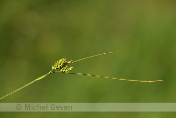 Bleke zegge; Pale Sedge; Carex apllescens