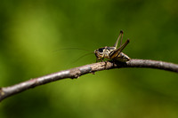 Bolle bramensprinkhaan - Meadow Dark Bush-cricket - Pholidoptera fallax
