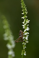 Bolle bramensprinkhaan; Meadow Dark Bush-cricket; Pholidoptera fallax