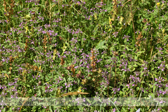 Borstelkrans; Wild Basil; Clinopodium vulgare