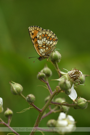 Bosparelmoervlinder; Heath Fritillary; Melitaea athalia