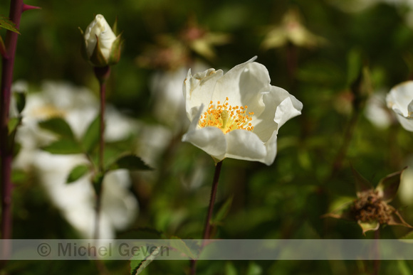 Bosroos; Field rose; Rosa arvensis