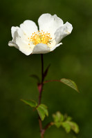 Bosroos; Field rose; Rosa arvensis