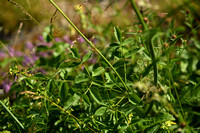 Breed lazerkruid; Broad-leaved Sermountain; Laserpitium latifoli