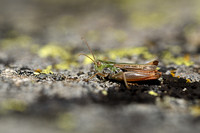 Brommer; Black-spotted Toothed Grasshopper; Stenobothrus nigroma