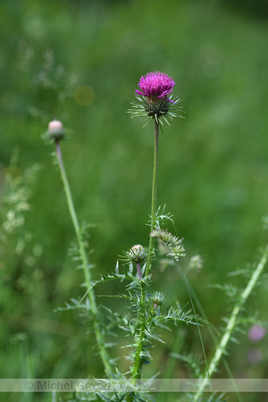 Carduus defloratus subsp. Carlinifolius