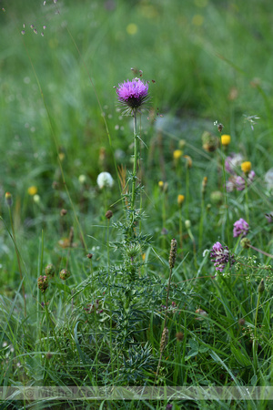 Carduus defloratus subsp. Carlinifolius