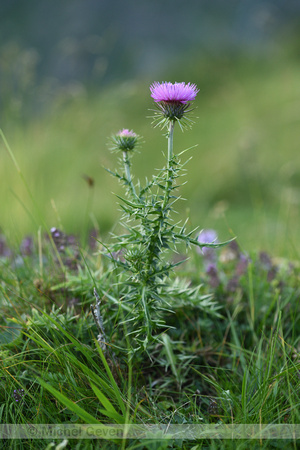 Carduus defloratus subsp. Carlinifolius