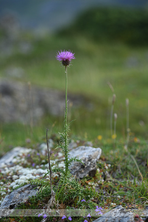 Carduus defloratus subsp. Carlinifolius