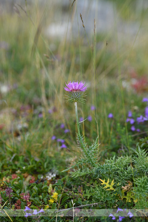 Carduus defloratus subsp. Carlinifolius