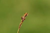 Carex bipartita