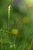 Carex macrostylos