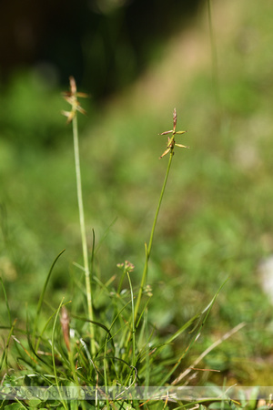 Carex macrostylos