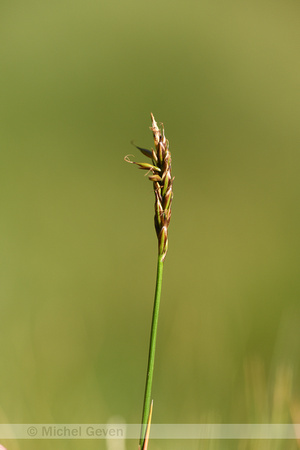 Carex macrostylos