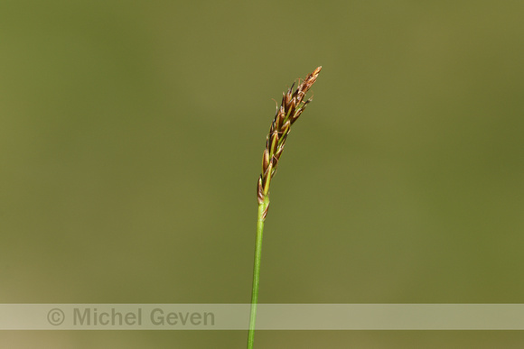 Carex macrostylos