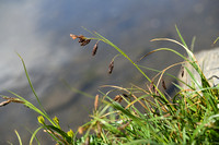 Carex pseudofrigida