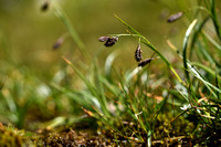Carex pseudofrigida