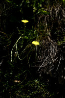 Crepis albida