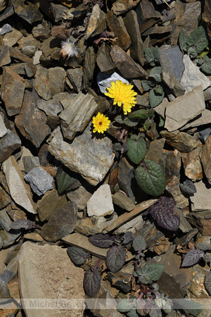 Crepis pygmaea