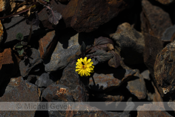 Crepis pygmaea